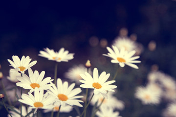 vintage color with daisy. there is blur  at the background