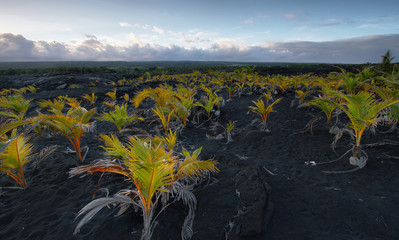 Views of the sea and black lava rocks at sunset