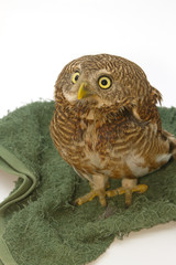 Asian Barred Owlet (Glaucidium cuculoides)