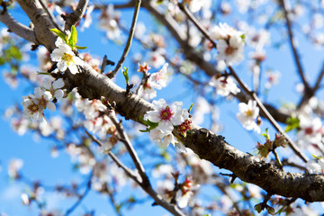 Almond tree