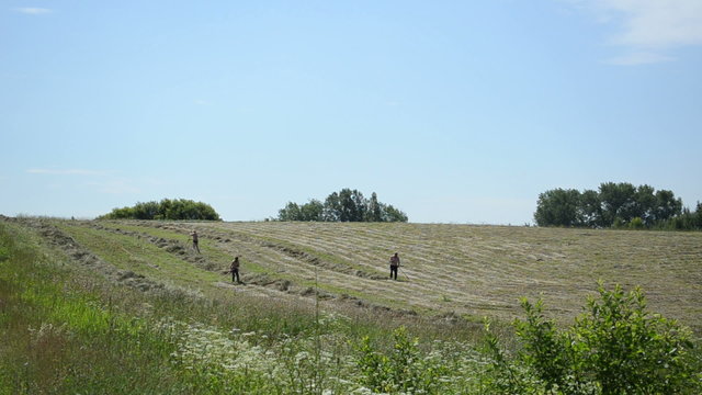 farm peasant workers rake dry hay grass in rural field