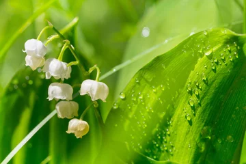Papier Peint photo Lavable Muguet Lilly of the valley