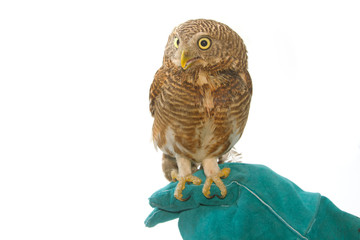 Asian Barred Owlet (Glaucidium cuculoides) on training gloves