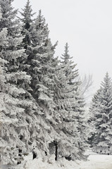 Snow-covered trees