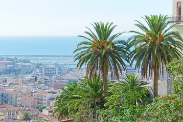 Fototapeta premium Few palms over city background.