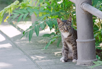 Cute street kitten outdoors.