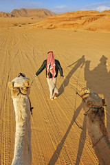 Camel driver leading two camels over sand tracks in the desert o