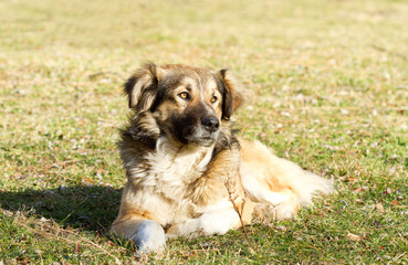 Cute dog standing