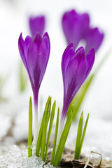 Fototapeta na wymiar Beautiful violet crocuses