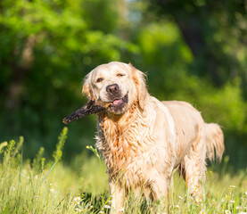 Obraz premium Retriever