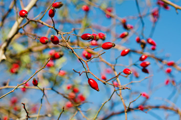 Rosehip berries