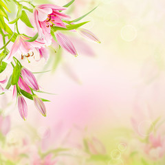 Pink lilies background