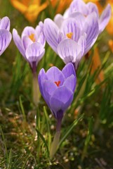 Group of crocus flowers growing in the grass
