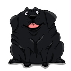 Fat Labrador black