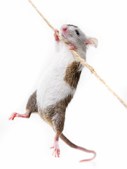 little mouse climbing on the rope