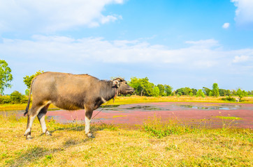 Cow on field