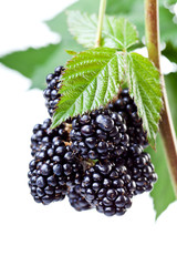 Blackberries on the twig