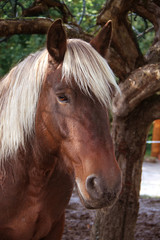 Obraz premium Cheval