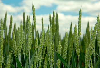 Green wheat field