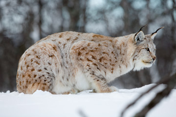 Lynx rests in the snow