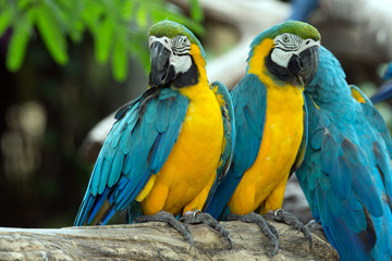 parrots