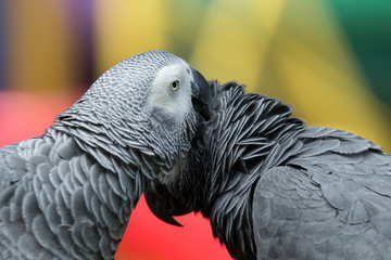 Obraz premium parrot bird