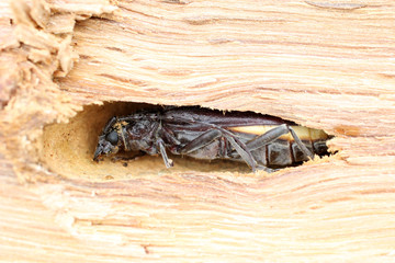 insecte parazite bois condilom pvi
