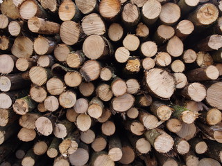 Wohlige Wärme durch Kaminholz