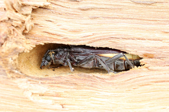 Insecte capricorne sur bois de ch&ecirc;ne