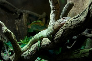 Caiman lizard lying on branch of tree