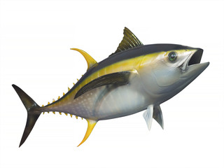 Yellowfin tuna in fast motion, isolated