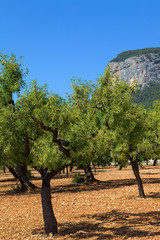 Fototapeta premium Olive trees