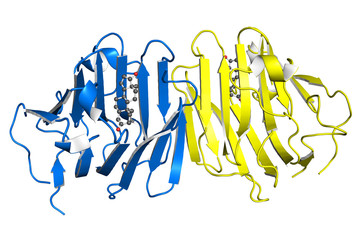 Testosterone-binding globulin protein