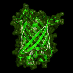 Green fluorescent protein structure
