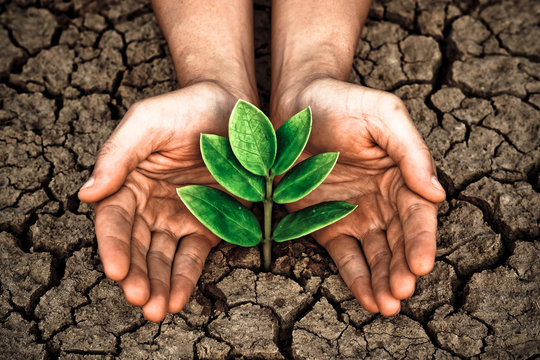 hands holding tree growing on cracked earth