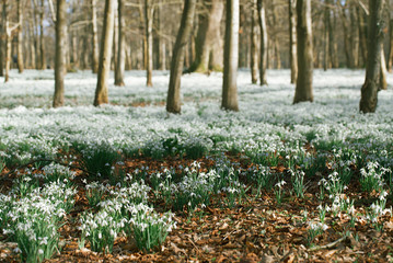 snowdrop flowers  in  winter  forest  perfect for postcard