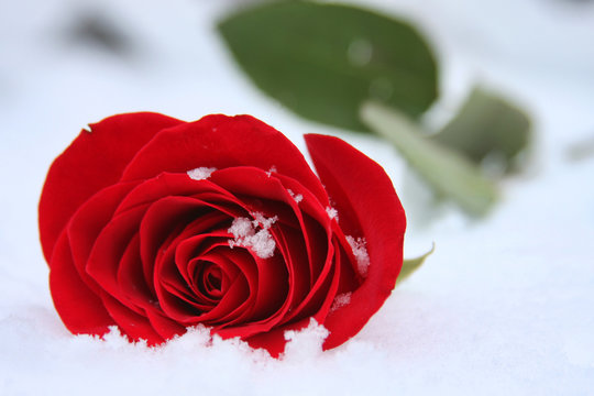 Winter Rose