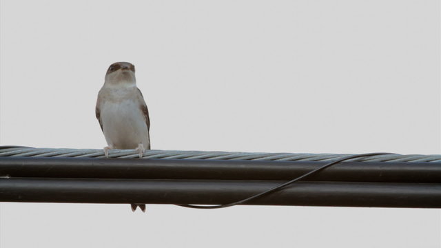 Young House Martin perched on a wire on white background