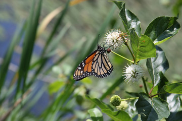 Monarch Beauty