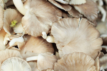 fresh mushrooms in the market