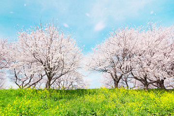 Obraz na płótnie Canvas Wiosnę krajobraz z Japonii
