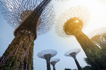 Obraz premium Supertree Grove in Garden by the Bay in Singapore.