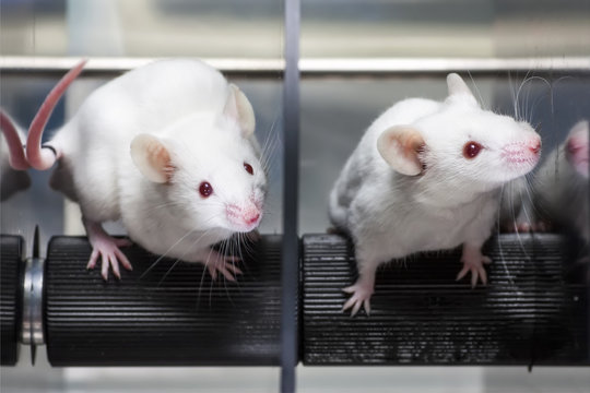 Laboratory mice in the experiment test.