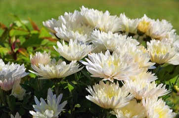 Chrysantheme weiss - chrysanthemum white 01