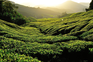 Tea Plantation on the Hill