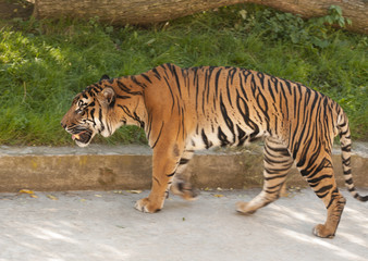 Fototapeta na wymiar Tygrys malajski