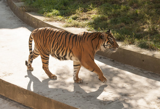 Fototapeta Malayan tiger