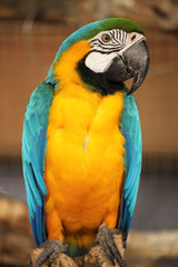 blue and yellow macaw i