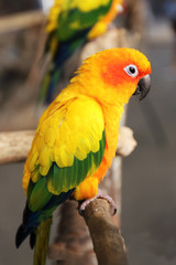 Yellow parrot