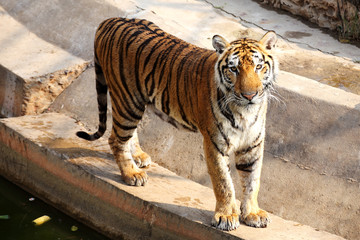 Bengal Tiger